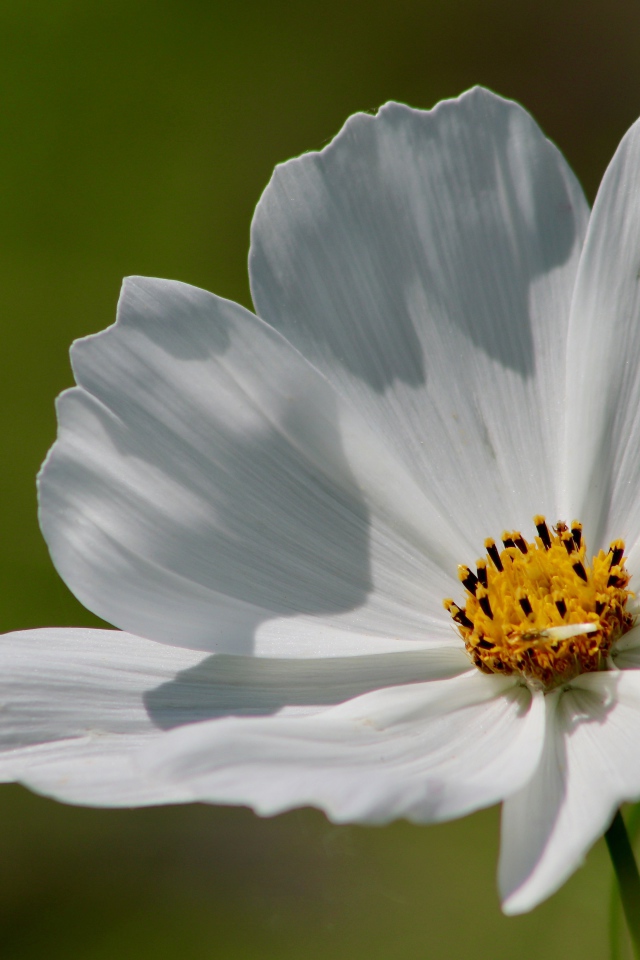 Нежные белые лепестки цветка космеи 