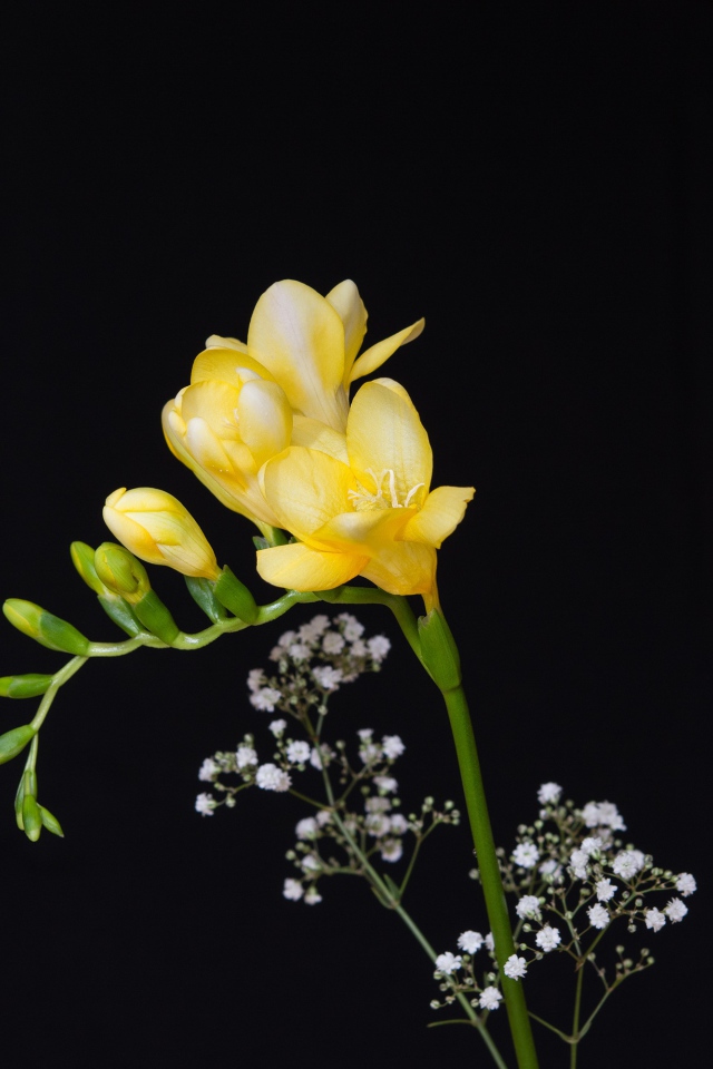 Нежный желтый цветок фрезии на черном фоне