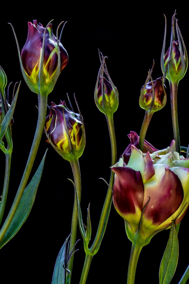 Цветы эустомы распускаются на черном фоне