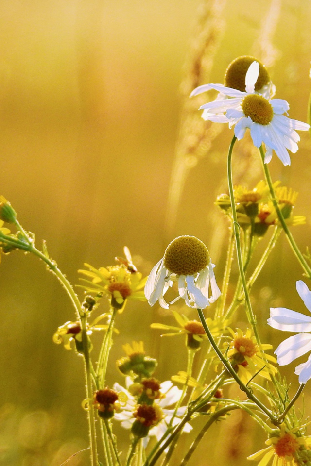 Полевые ромашки и желтые цветы на поле 
