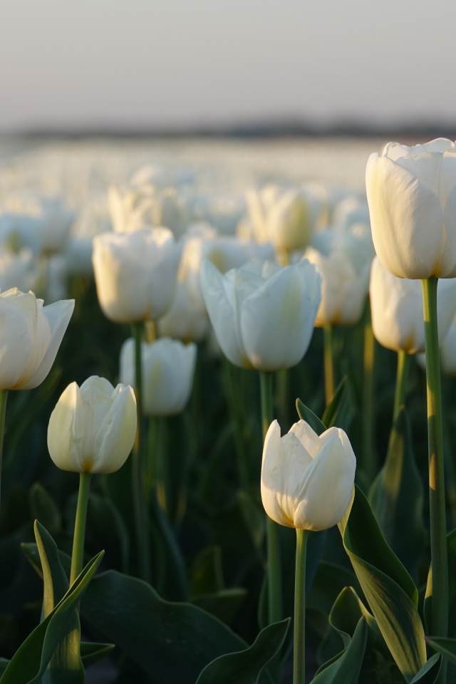 Поле белых тюльпанов в Амстердаме 
