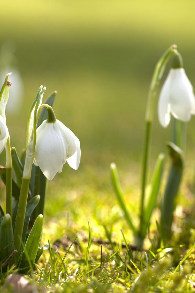 Первые белые весенние цветы подснежники