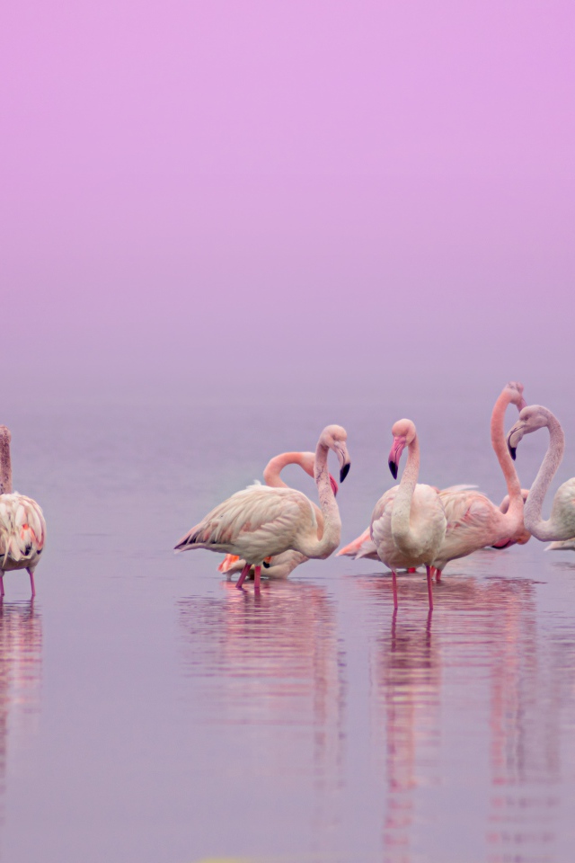 Фламинго в воде на розовом фоне 