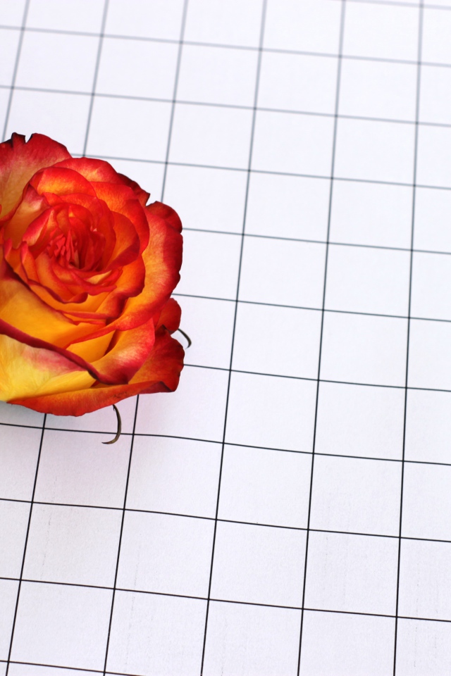 Цветок розы на клетчатой бумаге