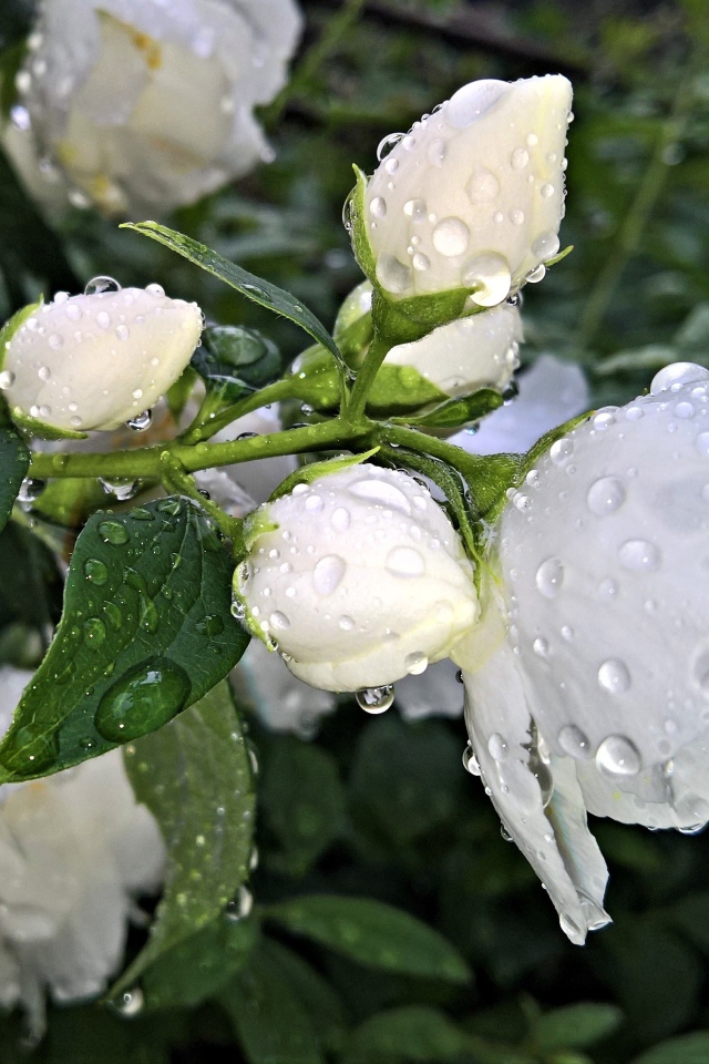 Ароматный цветок жасмина с бутонами после дождя