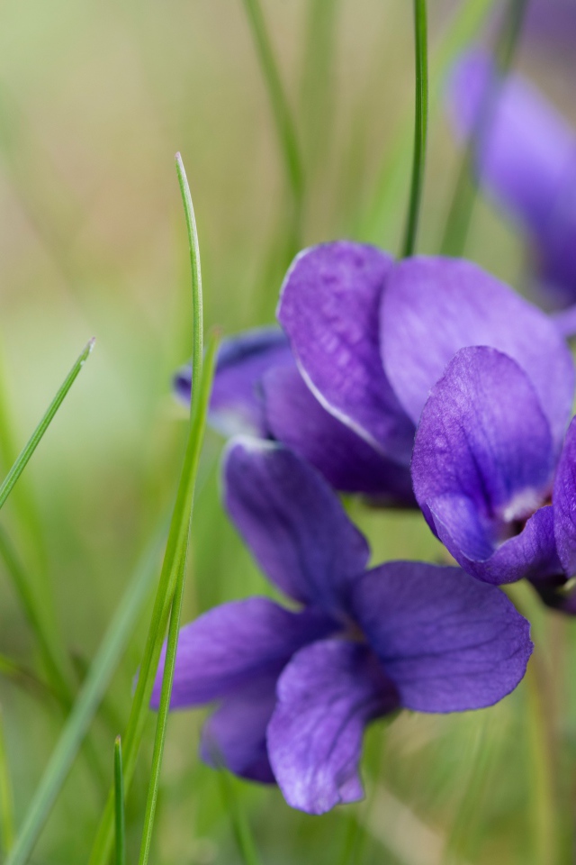 Ароматные фиолетовые цветы фиалки крупным планом