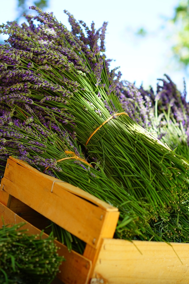 Свежие цветы лаванды в деревянном ящике