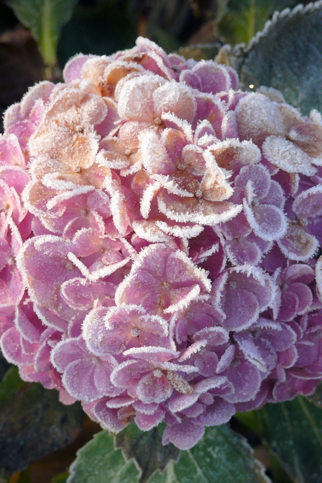 Покрытая инеем гортензия с зелеными листьями