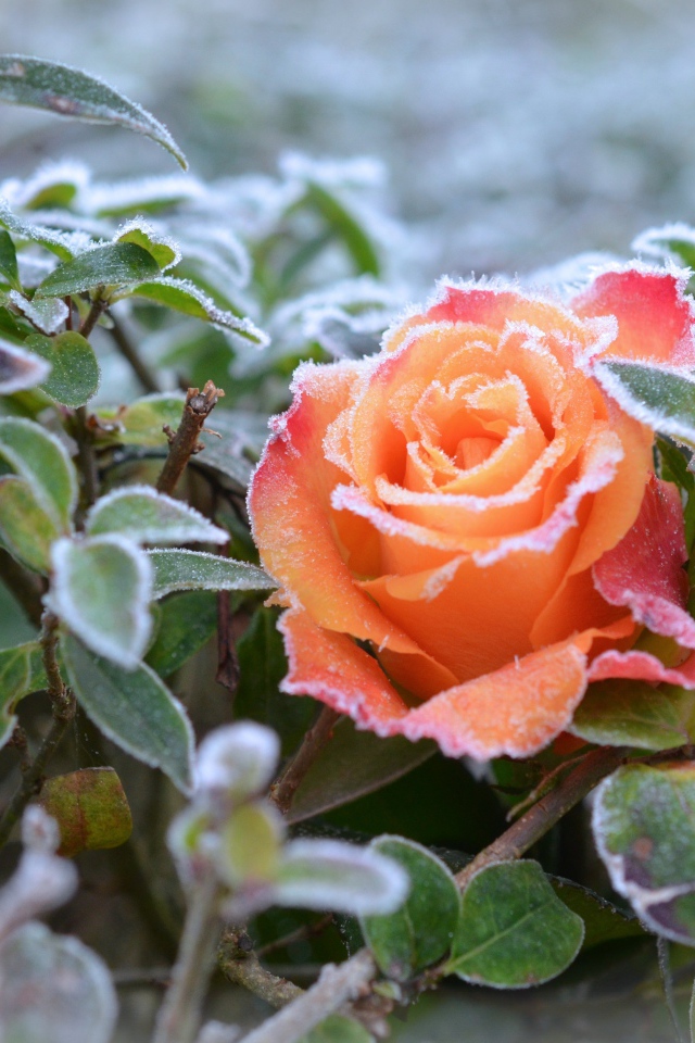 Покрытая инеем оранжевая роза с зелеными листьями