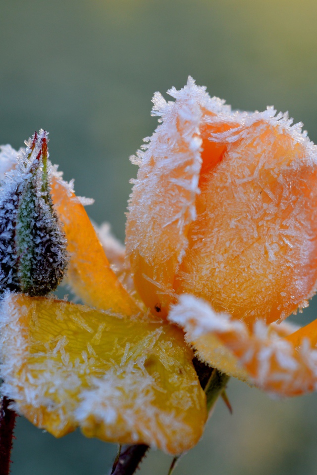 Покрытая инеем желтая роза с бутоном 