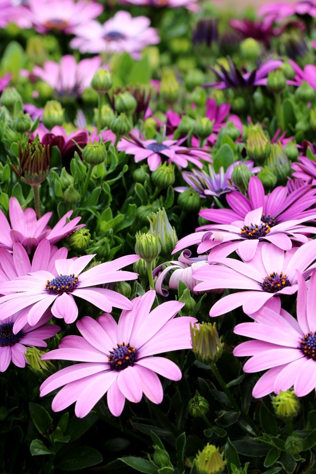 Садовые цветы Остеоспермум с бутонами