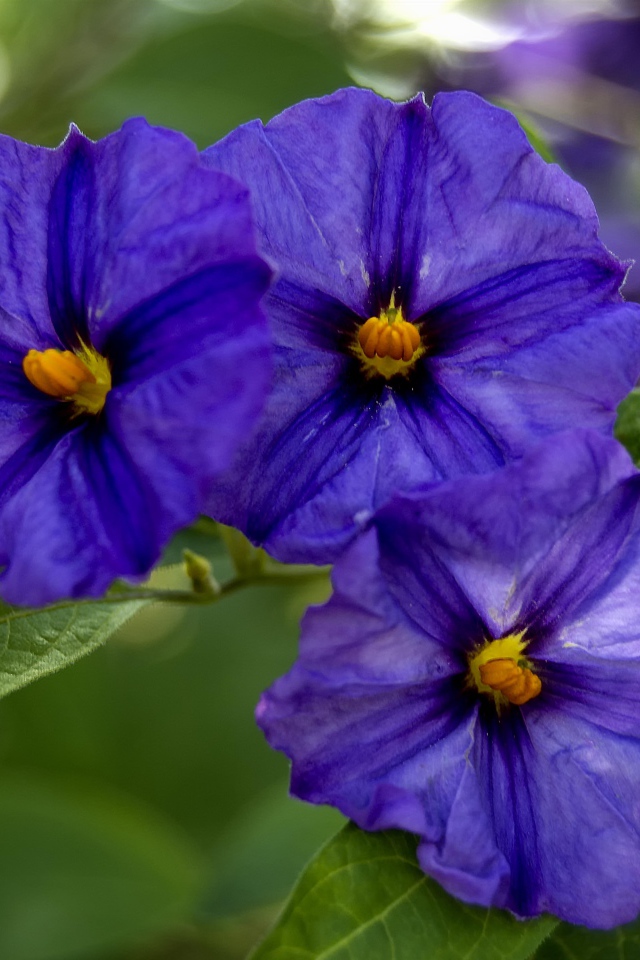 Куст цветов горечавки крупным планом