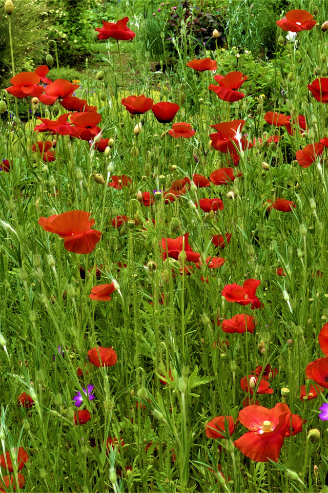 Поляна с красными маками в зеленой траве