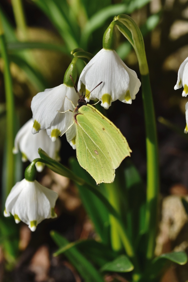 Зеленая бабочка сидит на белых подснежниках 