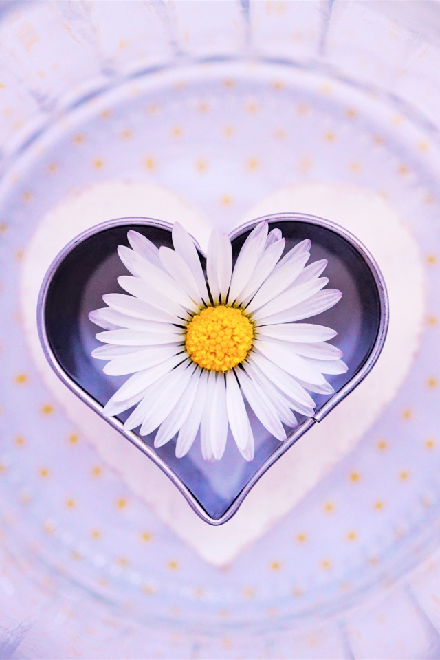 Сердце с белой ромашкой на тарелке 