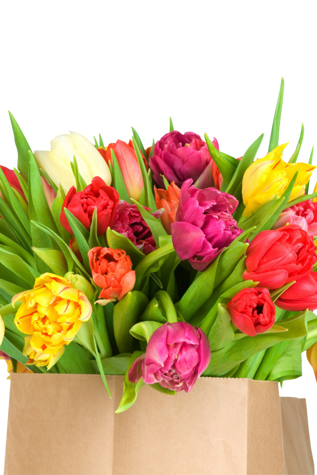 Огромный букет тюльпанов на белом фоне