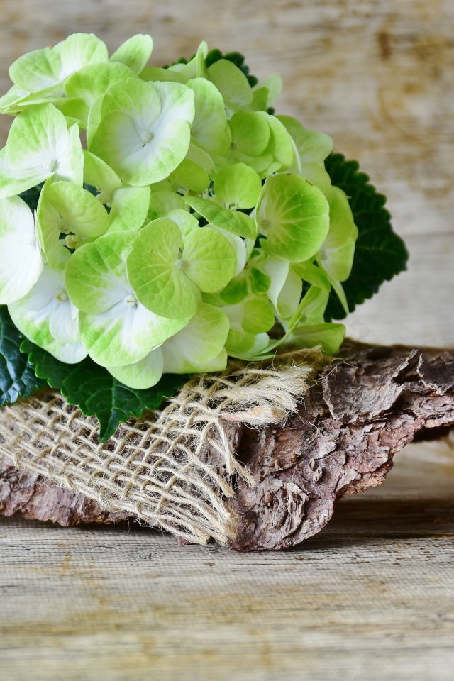 Цветок гортензии лежит с корягой на столе