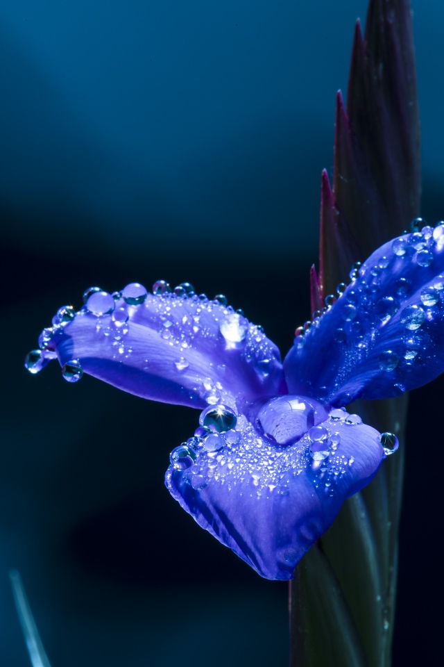 Цветок ириса в каплях росы крупным планом