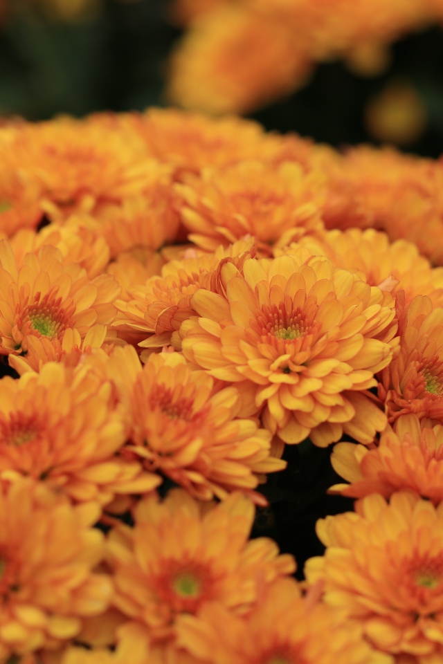 Большой букет оранжевых хризантем крупным планом 