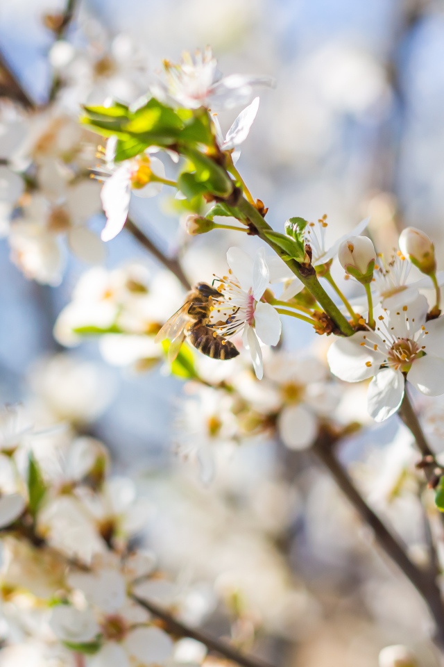 Большая вишневая ветка с белыми цветами