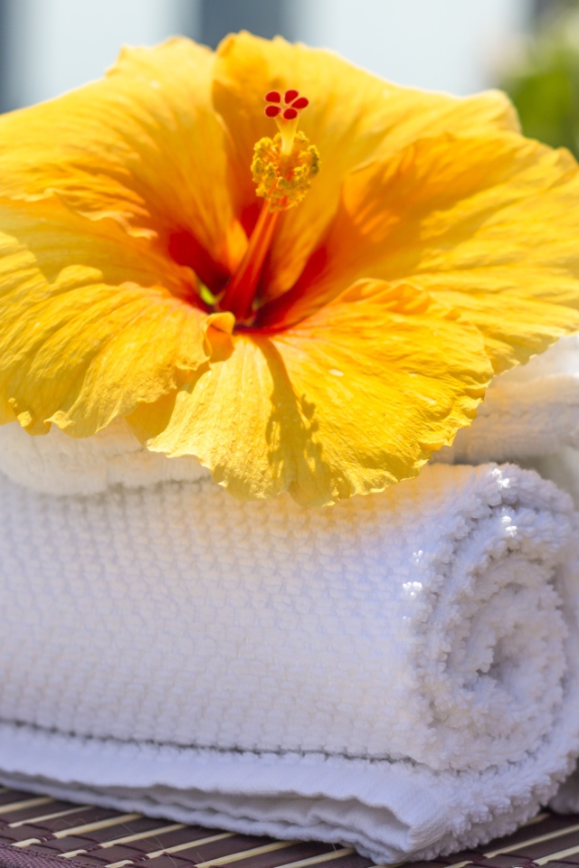 Большой цветок гибискуса с белыми полотенцами