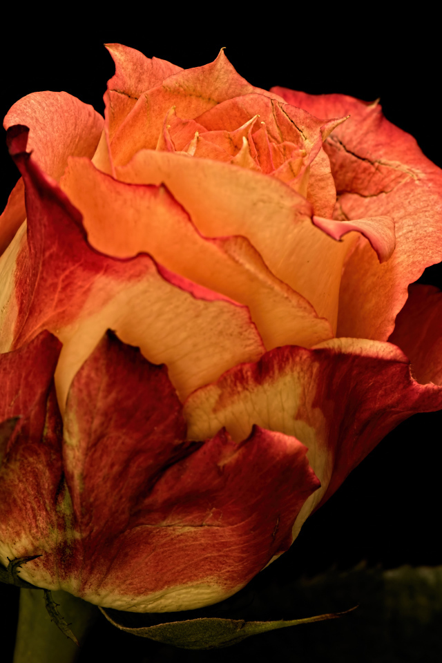 Большая оранжевая роза на черном фоне 