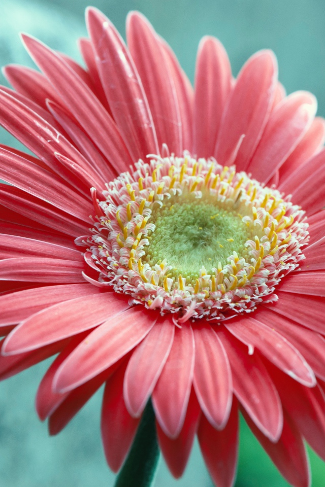 Большой розовый цветок герберы крупным планом 