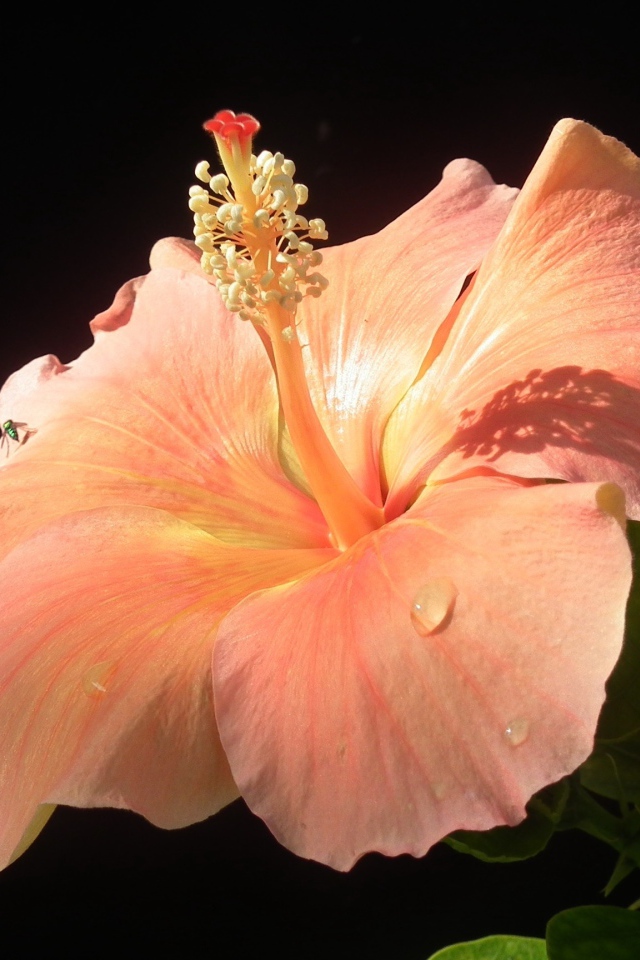 Большой розовый гибискус с бутонами на черном фоне