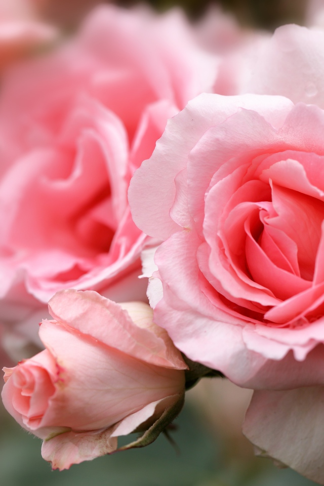 Крупная розовая роза с бутонами на клумбе