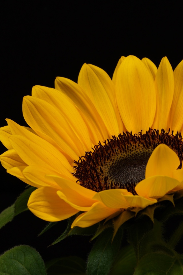 Большой подсолнух с желтыми лепестками на черном фоне