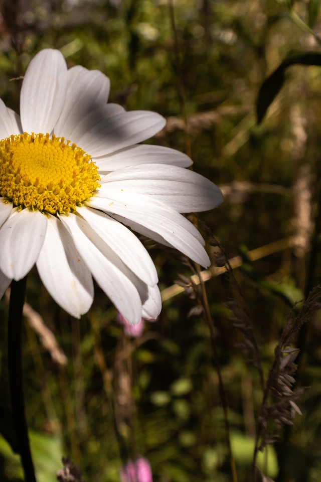 Крупный белый цветок ромашки