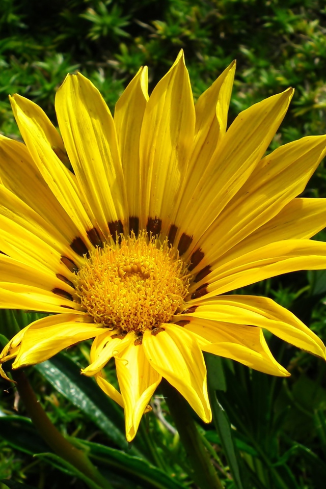 Крупный  желтый цветок газания на клумбе