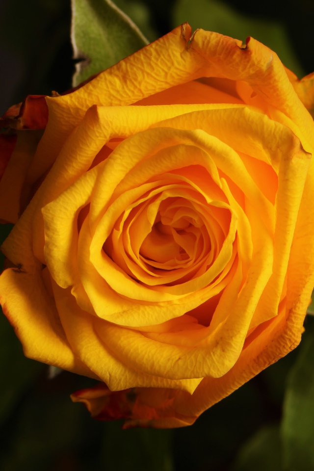 Крупная желтая роза  вблизи 