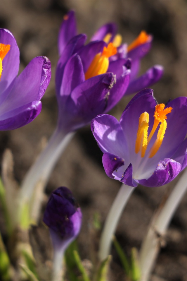 Сиреневые цветы крокуса с желтой серединкой крупным планом