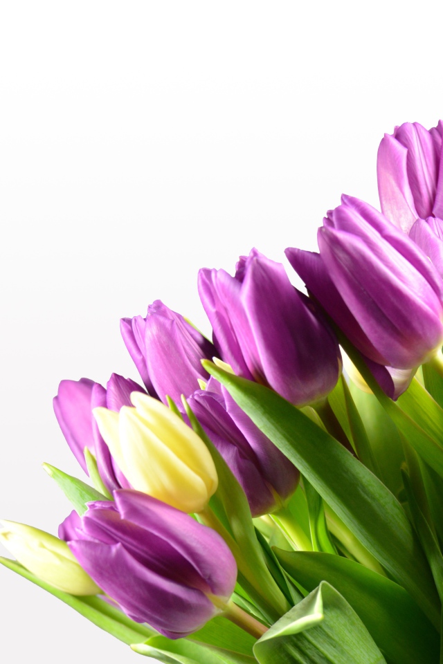 Сиреневые тюльпаны на белом фоне