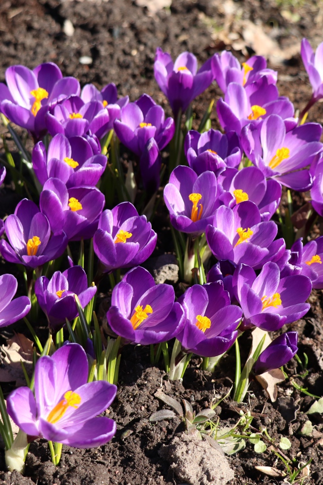 Маленькие фиолетовые крокусы на земле весной