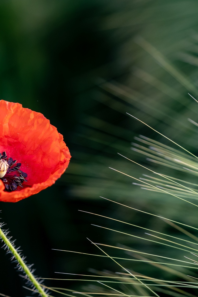 Одинокий красный мак на поле с пшеницей 