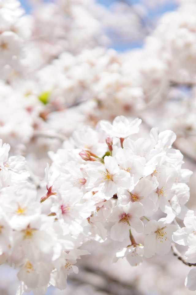 Пышные белые цветы вишни на ветке