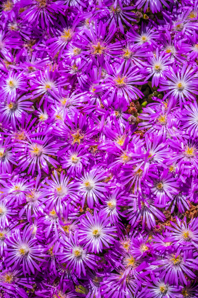 Много красивых цветов сентябринки крупным планом