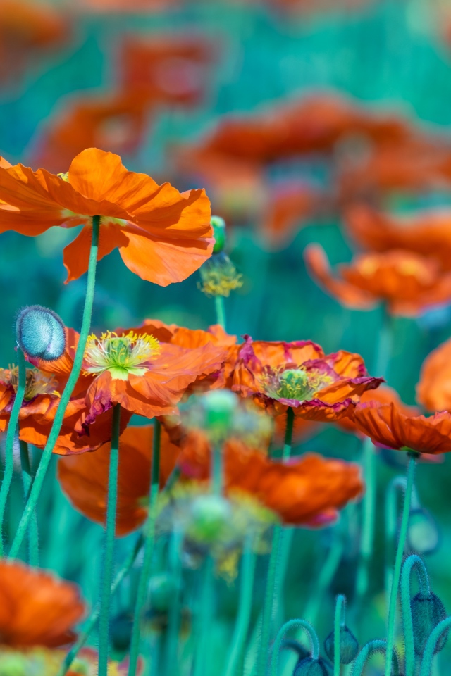 Много оранжевых цветов мака на клумбе