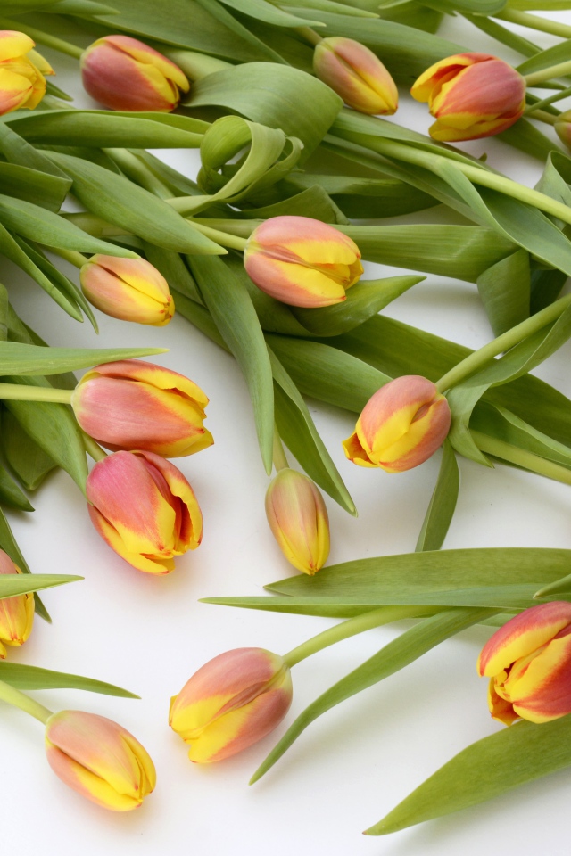 Много оранжевых тюльпанов с зелеными листьями на белом фоне