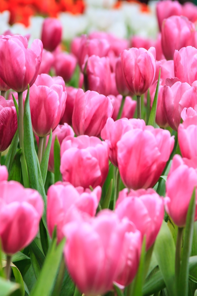 Много розовых весенних тюльпанов на клумбе