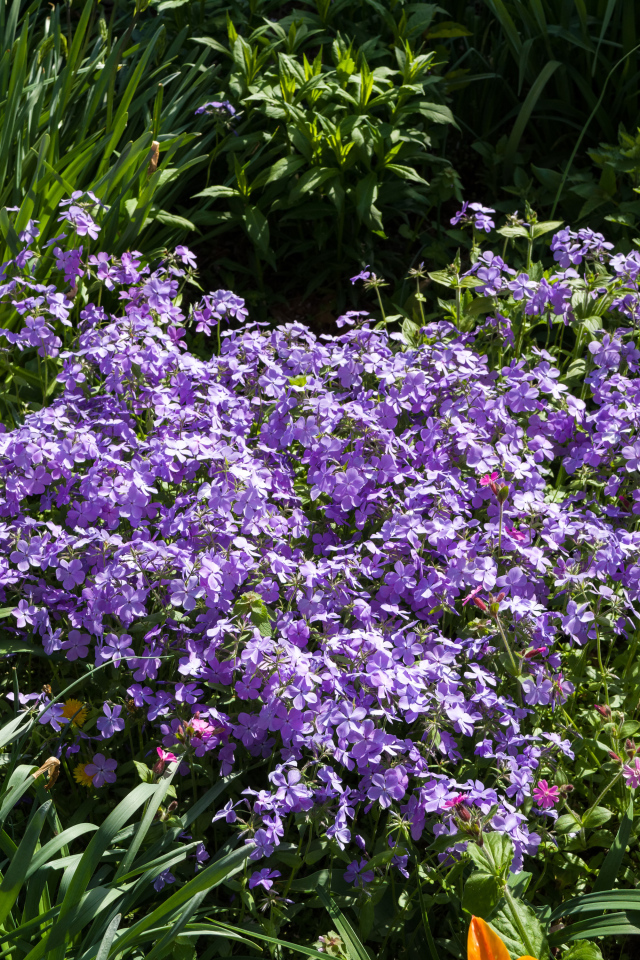 Много фиолетовых мелких цветов в зеленой траве 