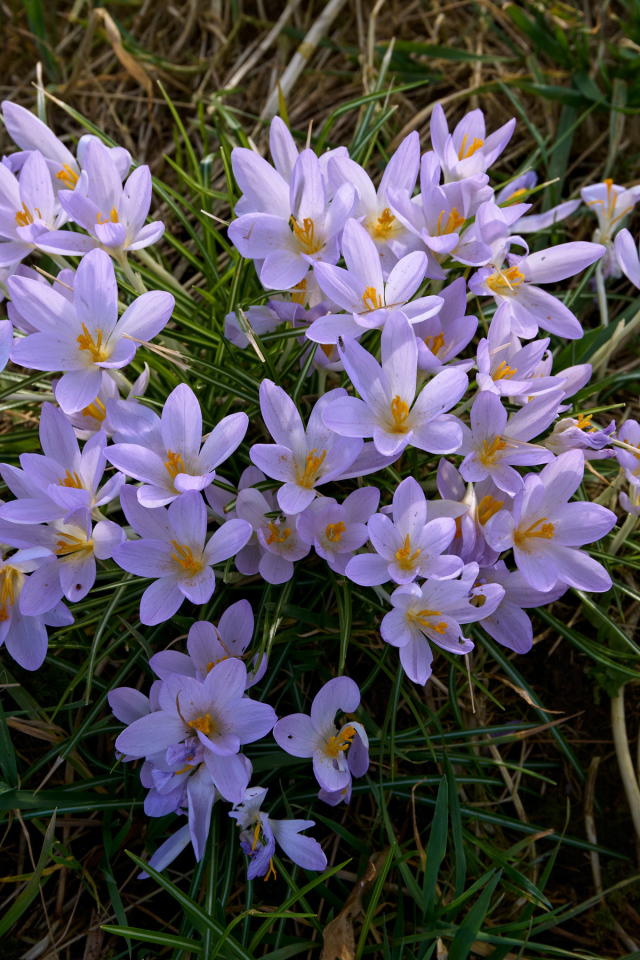 Много маленьких сиреневых крокусов на зеленой траве 