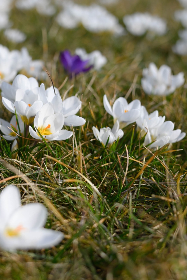 Много маленьких белых цветов крокуса в зеленой траве 