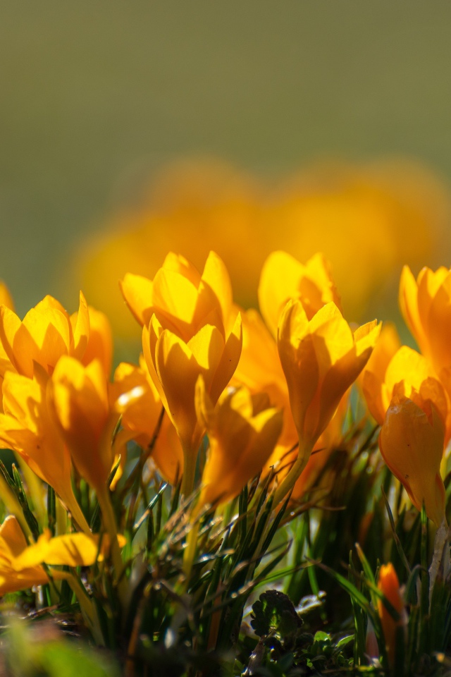 Много маленьких желтых цветов крокуса в лучах солнца