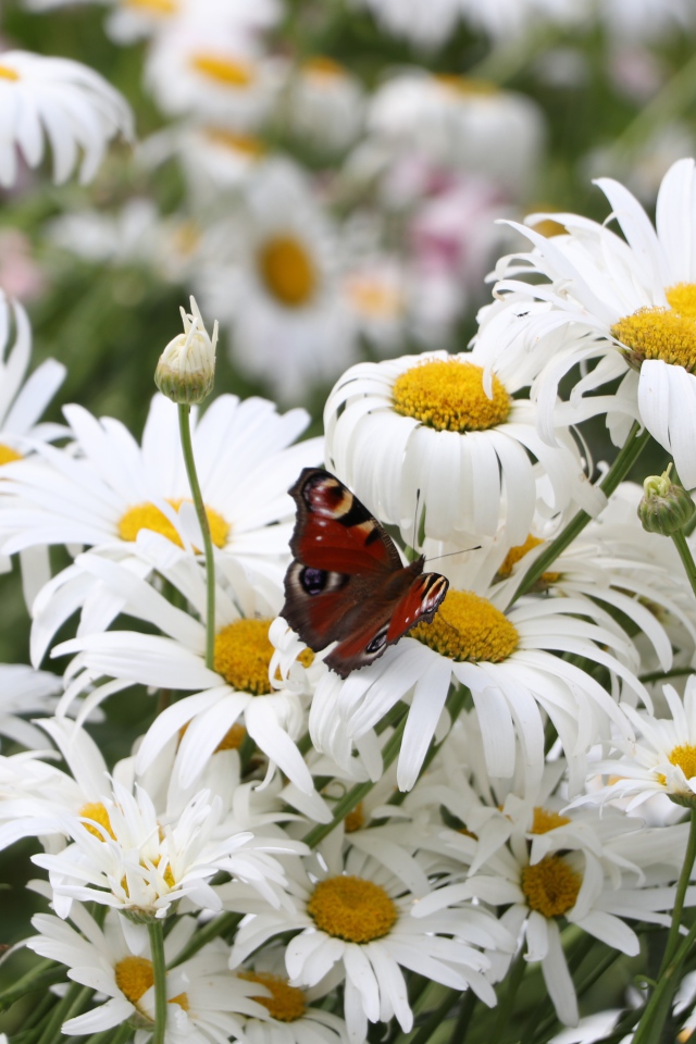 Много летних белых ромашек на поле с бабочкой
