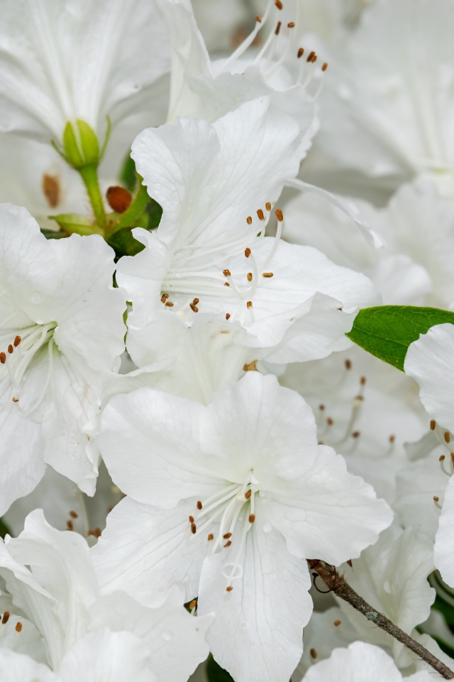 Много белых цветов азалии крупным планом