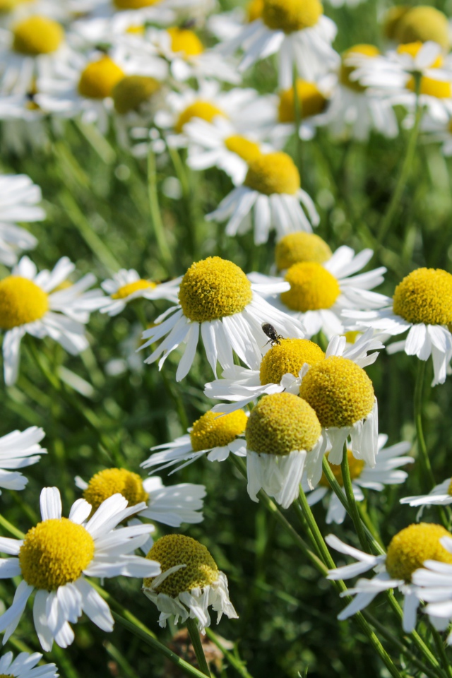 Много белых полевых ромашек с желтой серединкой