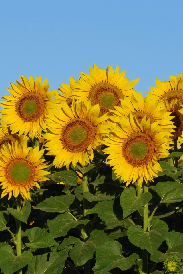 Много желтых цветов подсолнуха с зелеными листьями на фоне голубого неба